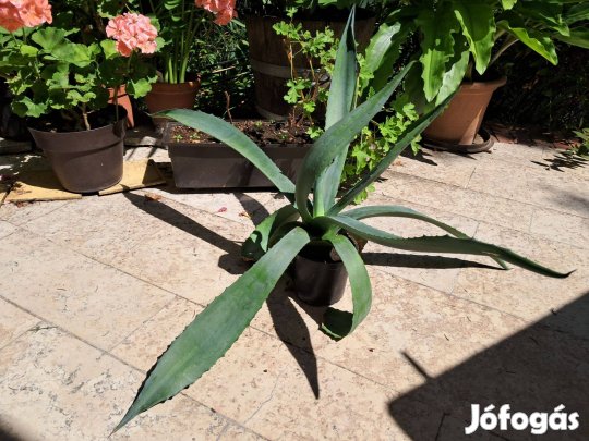 Agave cserepes növény (1)