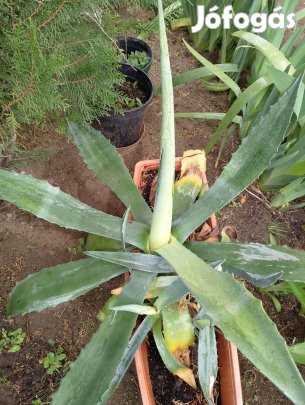 Agavé eladó Fóton
