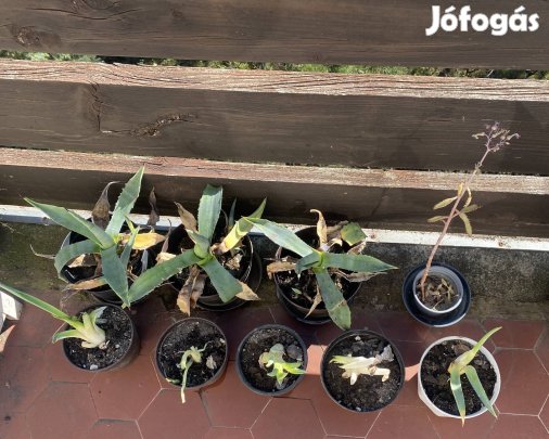 Agávé eladó növény kerti növény 