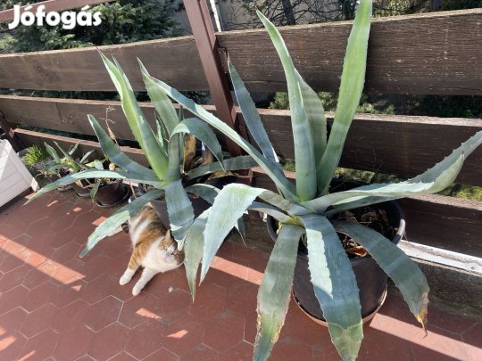 Agávé eladó növény kerti növények kicsi és nagy 