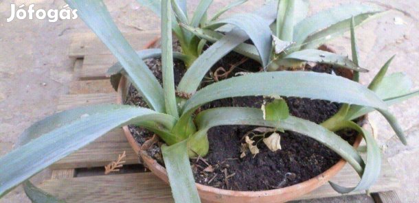Agave kaktusz 15 éves