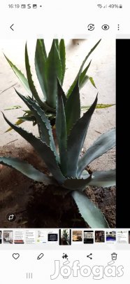 Agave kaktusz