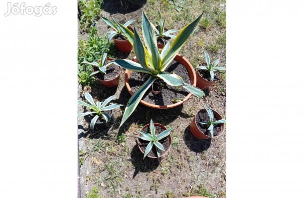 Agave kaktusz csemeték