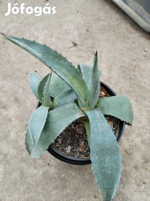 Agave kaktusz eladó 