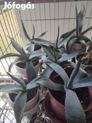 Agave kaktusz eladó 