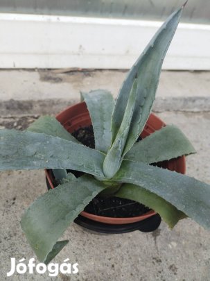Agave kaktusz eladó 