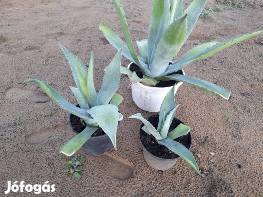Agavé kaktuszok.