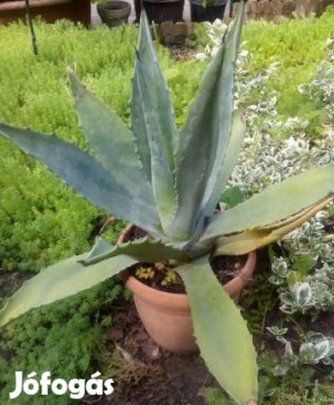 Agávé növény csíkos egyszínű 15 - 110 cm
