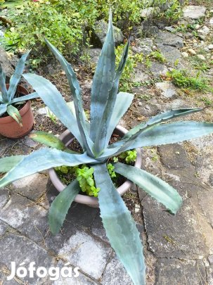 Agave szukkulens