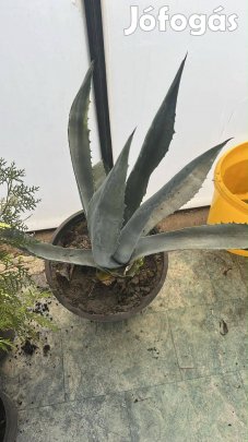 Ageva eladó ki kell ültetni