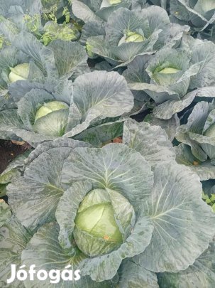 Agressor fejeskáposzta termelőtől eladó