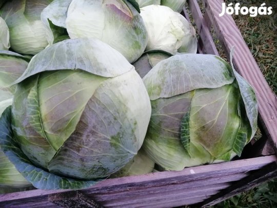 Agressor káposzta eladó
