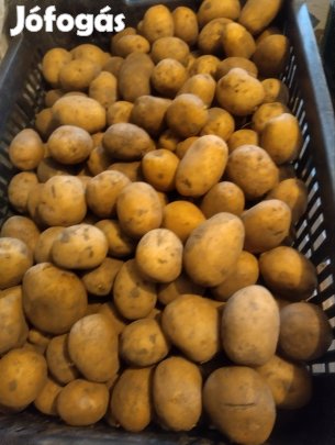 Agria vető méretű apró burgonya állatok etetésére stb Győr 