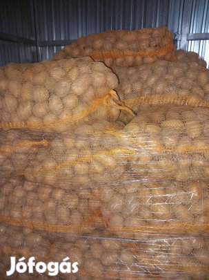 Agria vetőméretű sárga burgonya