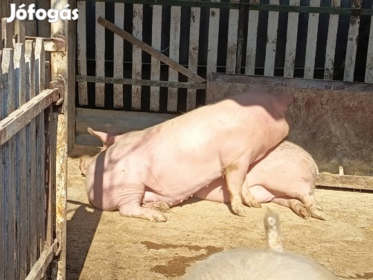 Ajándék hobbiállatok!