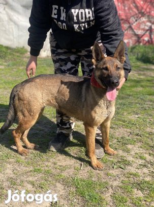 Ajax új otthont keres