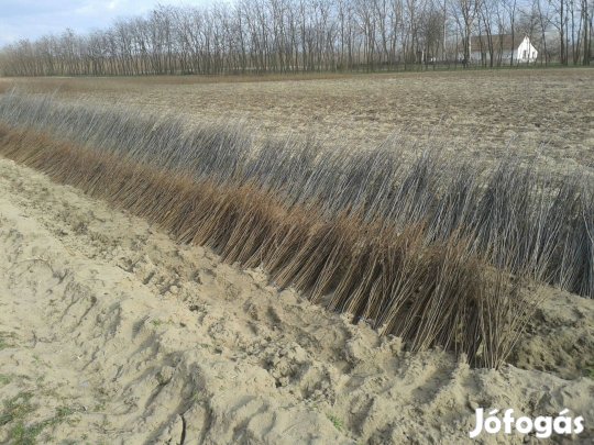 Akác csemete eladó