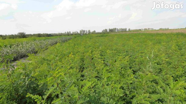 Akác csemete eladó