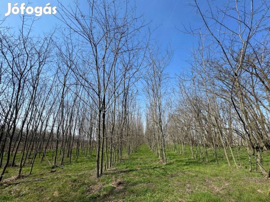Akác erdő eladó