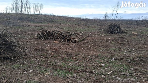 Akác gajfa szálaba