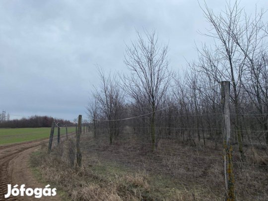 Akácfa oszlopokkal, vadhálóval kerítés