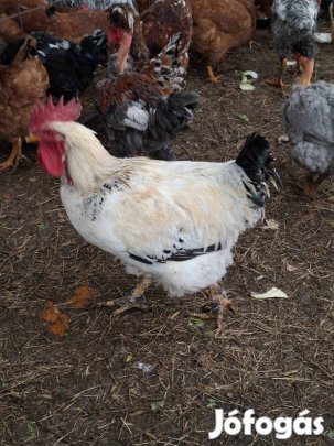 Akció! 3 kakas és egy malac 