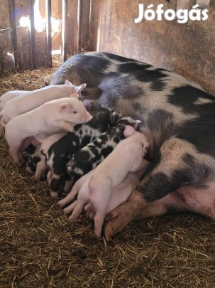 Akció Eladó -Cserélhetök Kocák.Malacaival