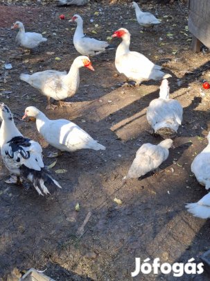 Akciós Kacsa és Kakas Péntek 