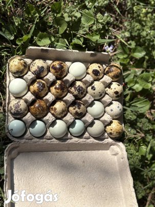 Akciós! fürjtojás vegyes fajta