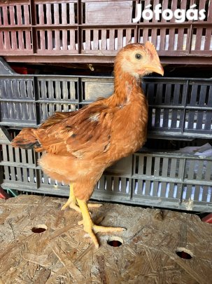 Akciós előnevelt csirke 5-6 hetes