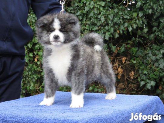 Akita Inu kölykök