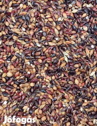 Akklimat Szudánifű Mag Eladó Postai Utánvétellel