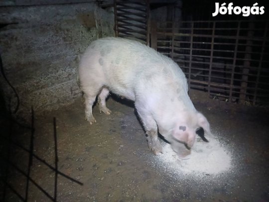 Aktív fiatal kandisznó