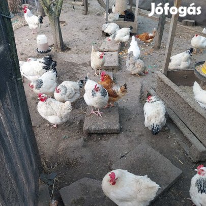 Aktívan tojó tyúk eladók!