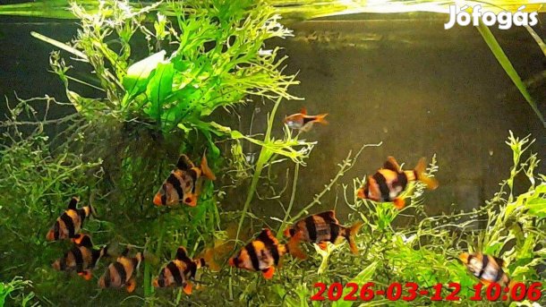 Akvárium 105-l-es berendezve eladó!