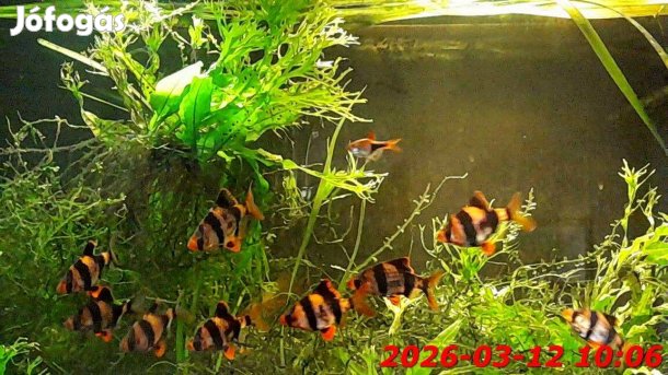 Akvárium 105-l-es berendezve eladó!