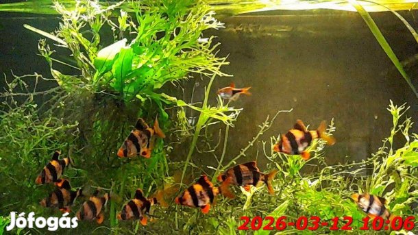 Akvárium 105-l-es berendezve eladó!