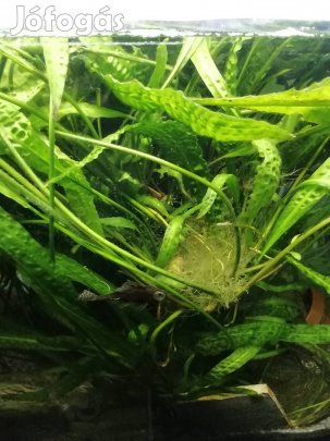 Akvárium 60 literes szűrő Vasfa világítás stb. új állapotban van