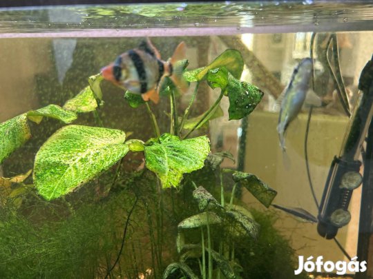 Akvárium,díszhal,vizi növény