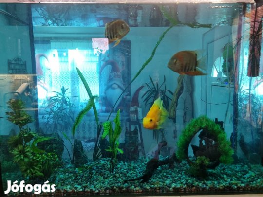 Akvárium komplett felszerelesel és halakkal 