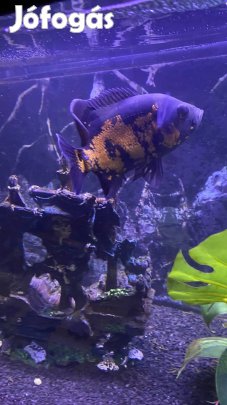 Akvárium szettben