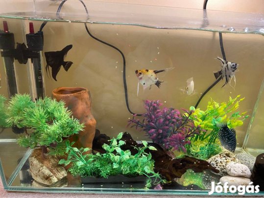 Akvárium teljes felszereléssel