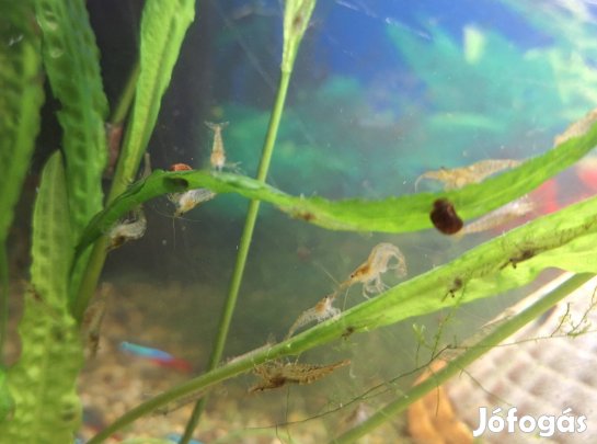 Akváriumi garnéla rákok, 10 db 1000 Ft 