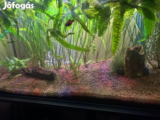 Akváriumi növény 