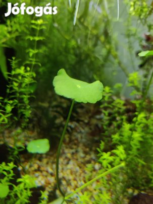 Akváriumi növény, vízinövény csomag