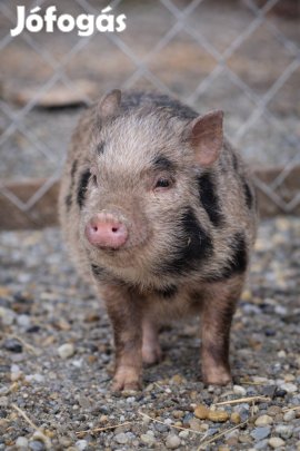 Aladár a törpe malac