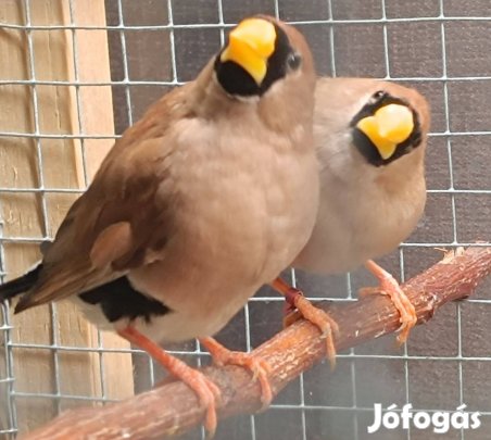 Álarcos amandina és vagy maszkos pinty