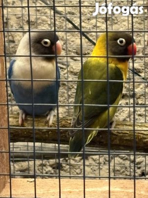 Álarcos törpepapagáj tenyészpár
