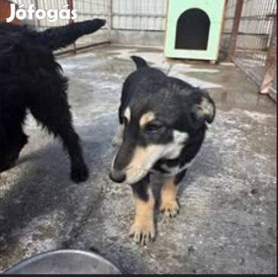 Alex, 6 hónapos kutyafiú örökbe fogadható