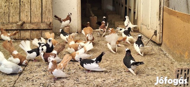 Alföldi és Monori keringő galambok